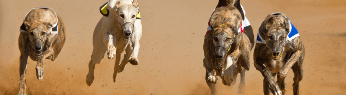 Hunderennen Wetten Hunderennen Wetten